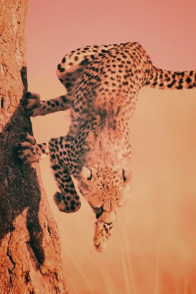 Скалолаз обои