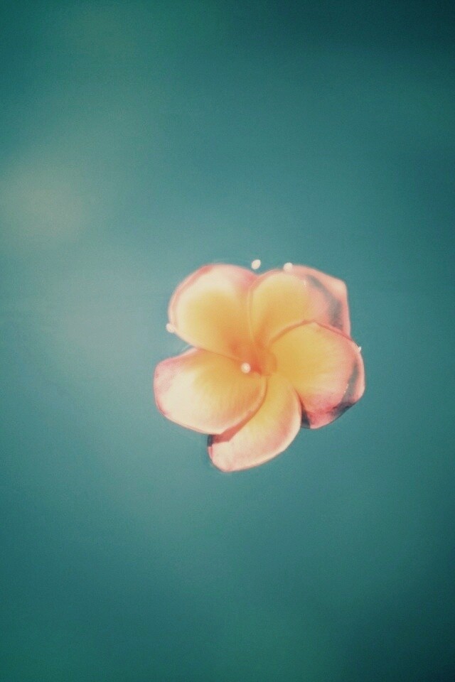 Цветок обои