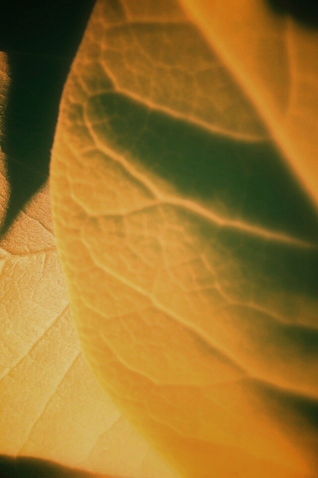 Свет на листве обои