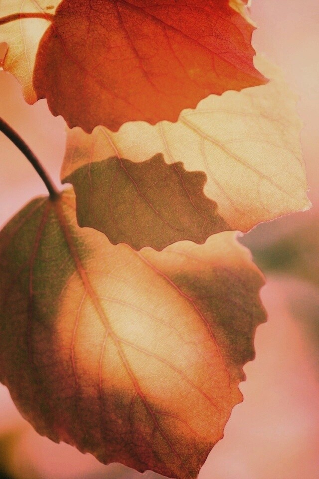 Макро фото осенней листвы обои