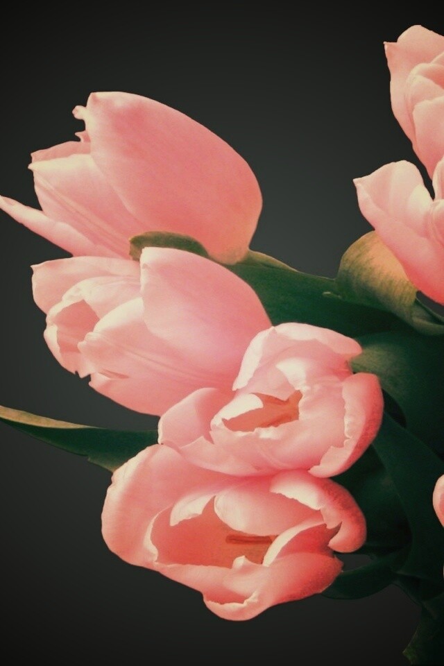 Розовый букет обои