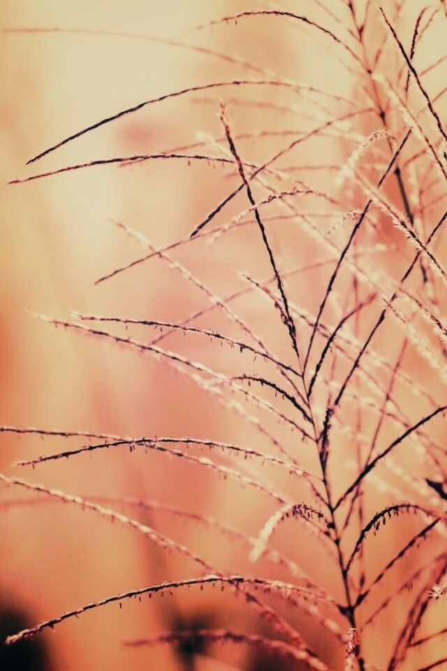 Макро фото растения обои