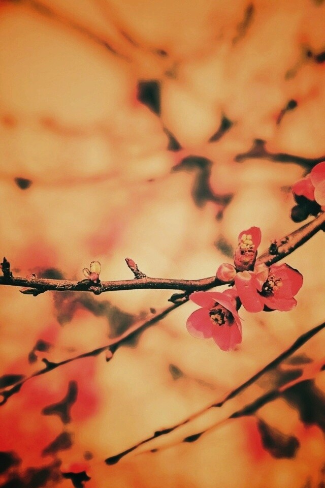 Весеннее цветение обои