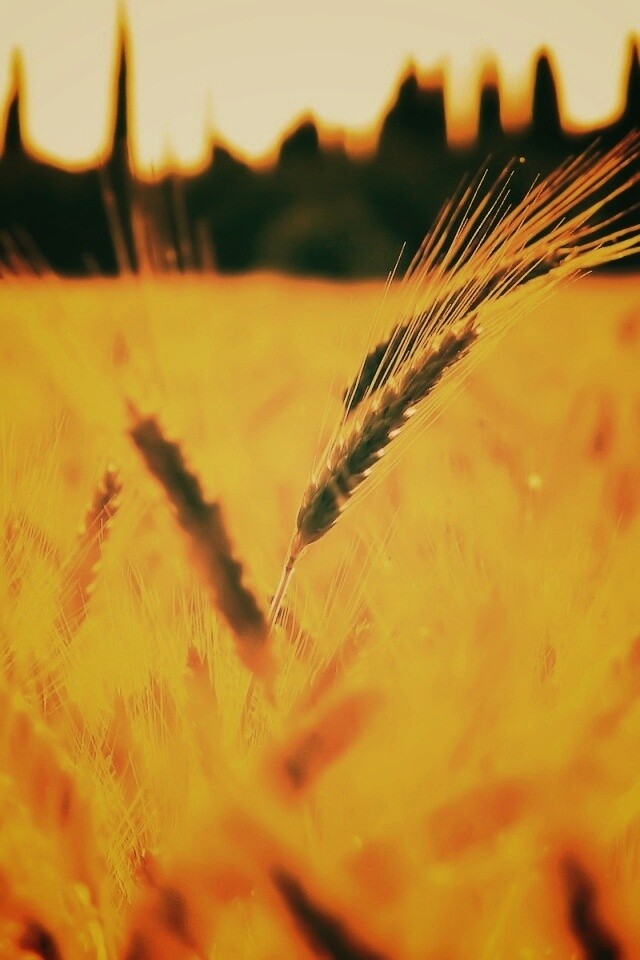 Пшеничное поле обои