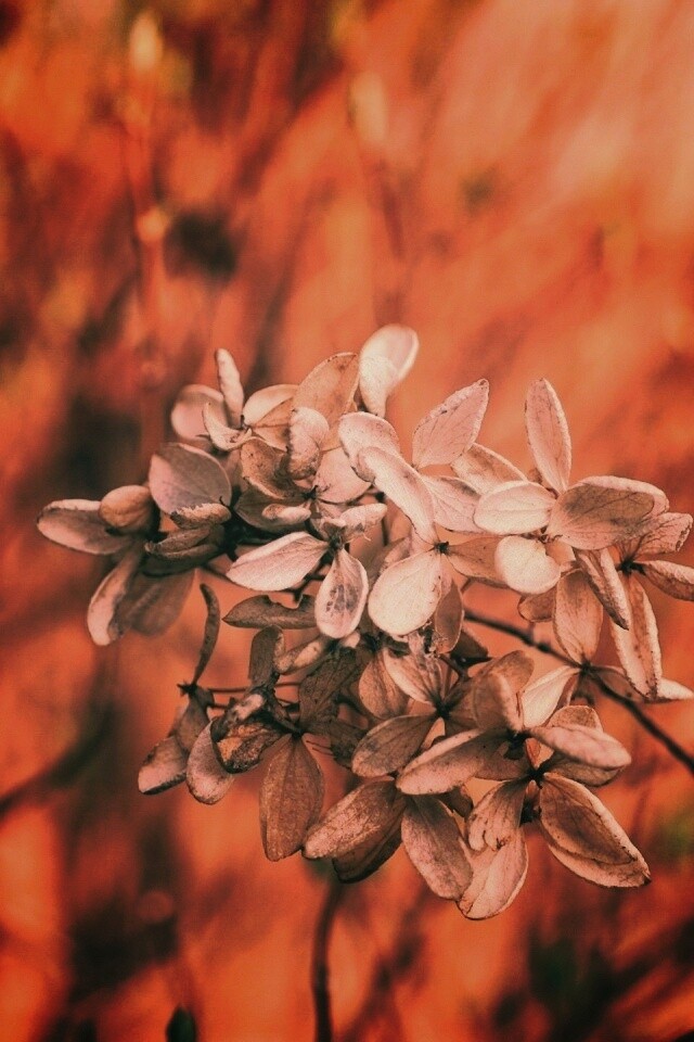 Увядший цветок обои