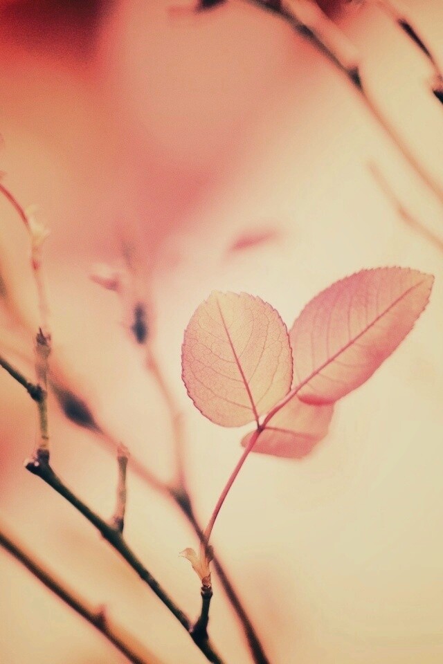 Красные листики обои