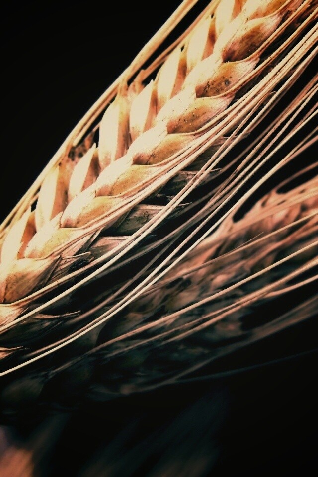 Пшеничный колос обои