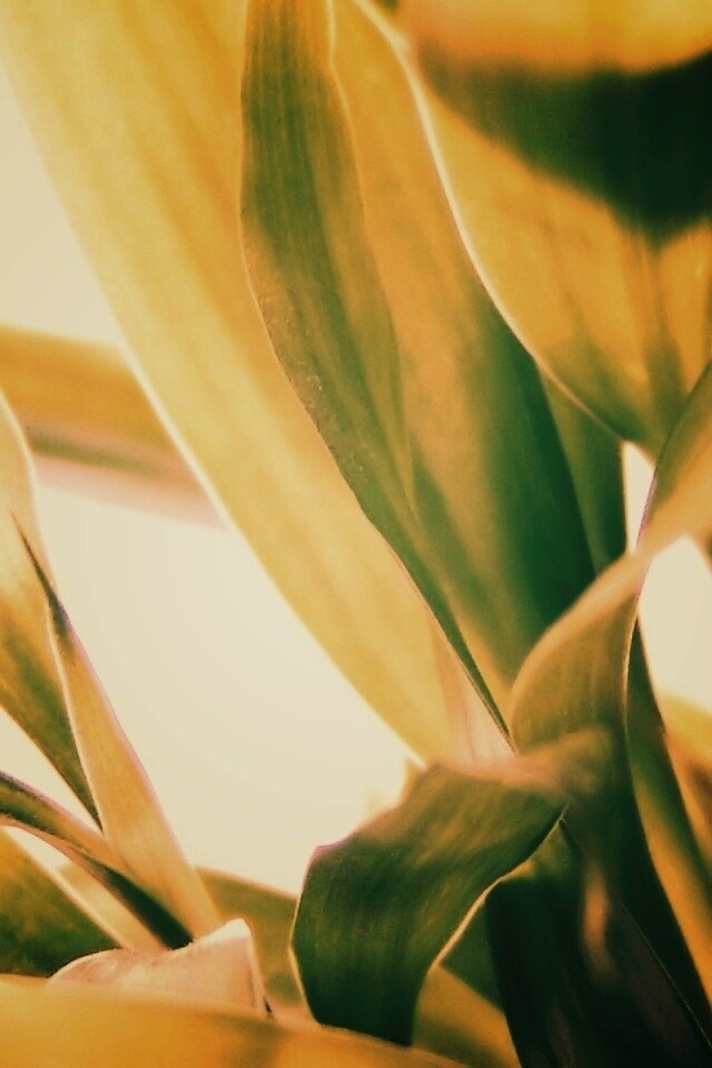 Солнечные травинки обои