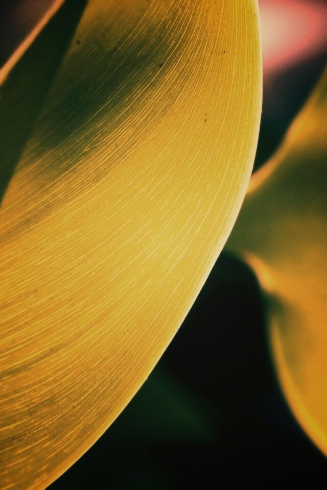 Лист на просвет обои