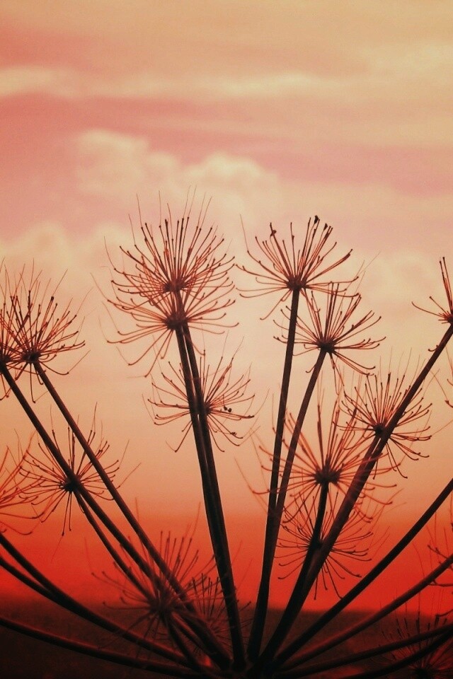 Зонтичное соцветие обои