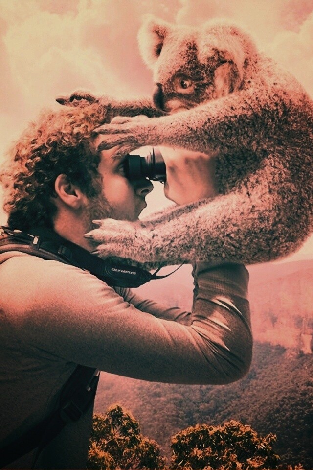 Коала ближе чем кажется обои