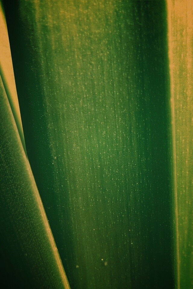 Сочная травинка обои
