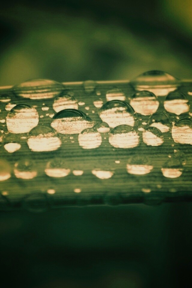 Капли на травинке обои