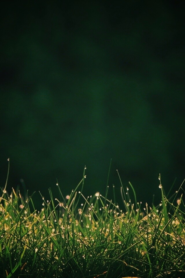 Трава после дождя обои