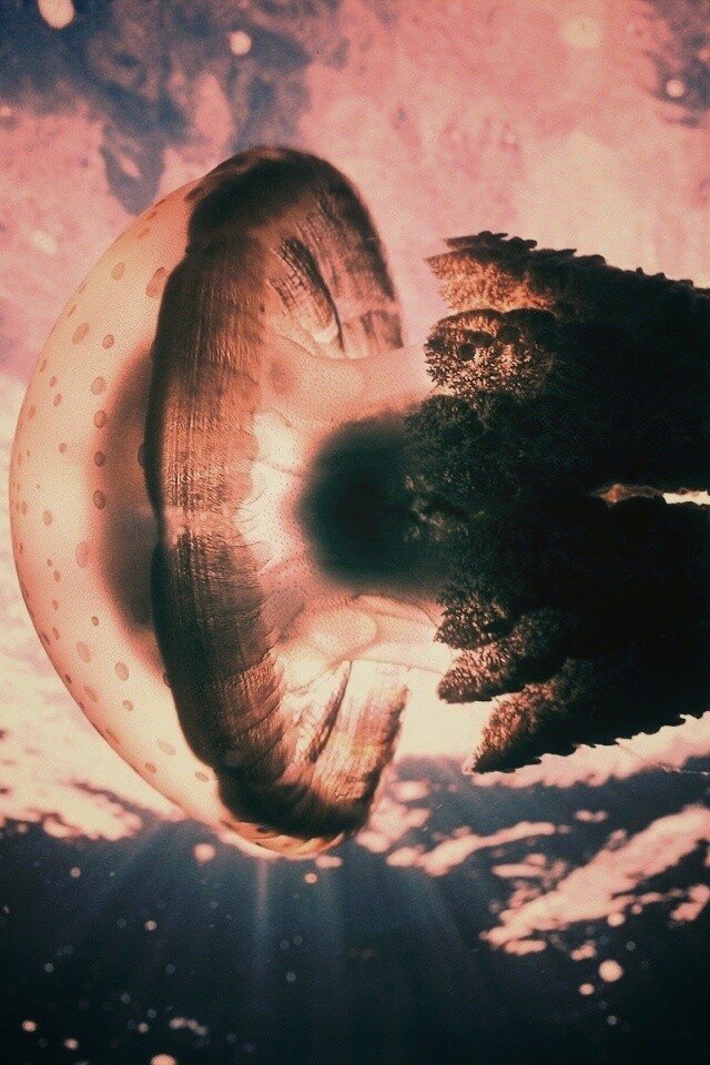 Коричневая медуза обои