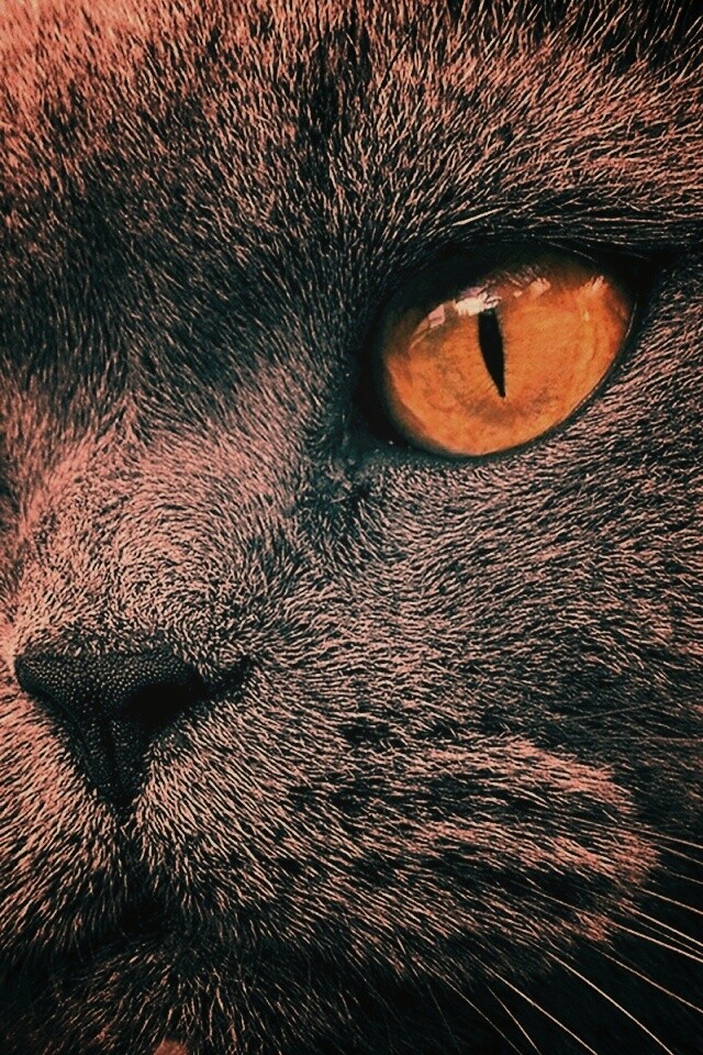 Кот с оранжевыми глазами обои