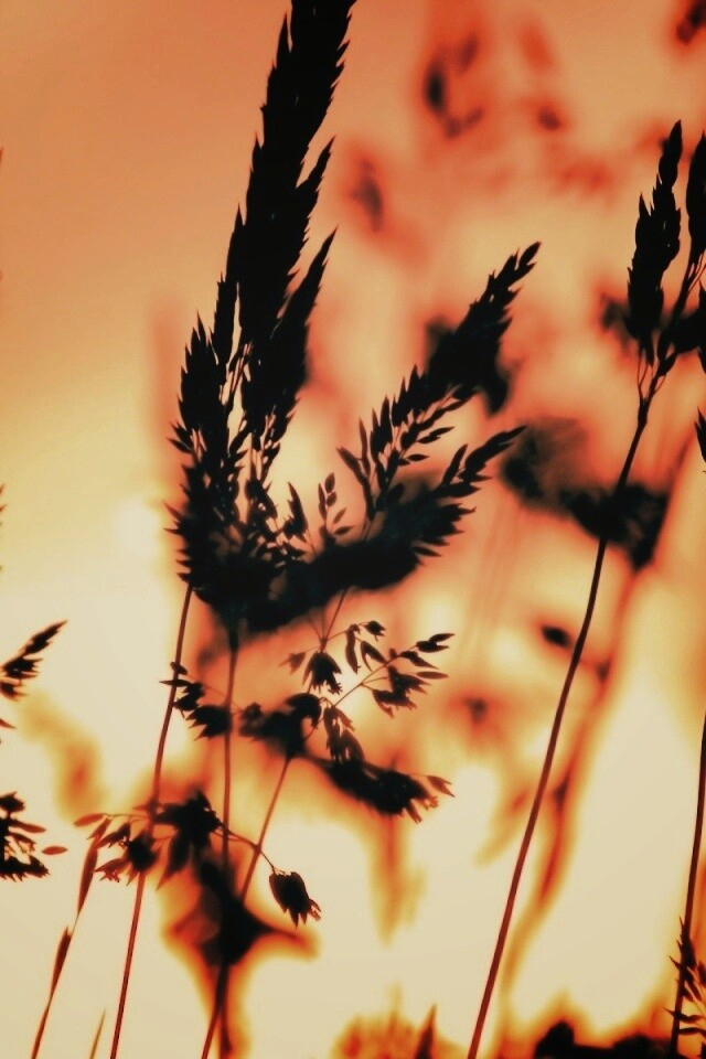 Золотистый закат обои