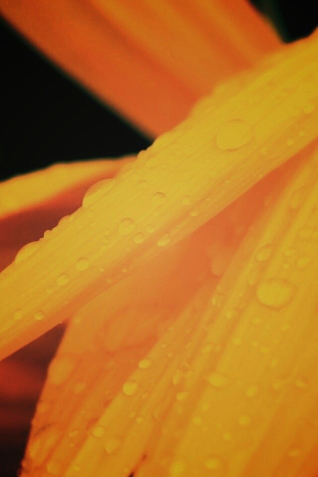 Капли на желтом лепестке обои