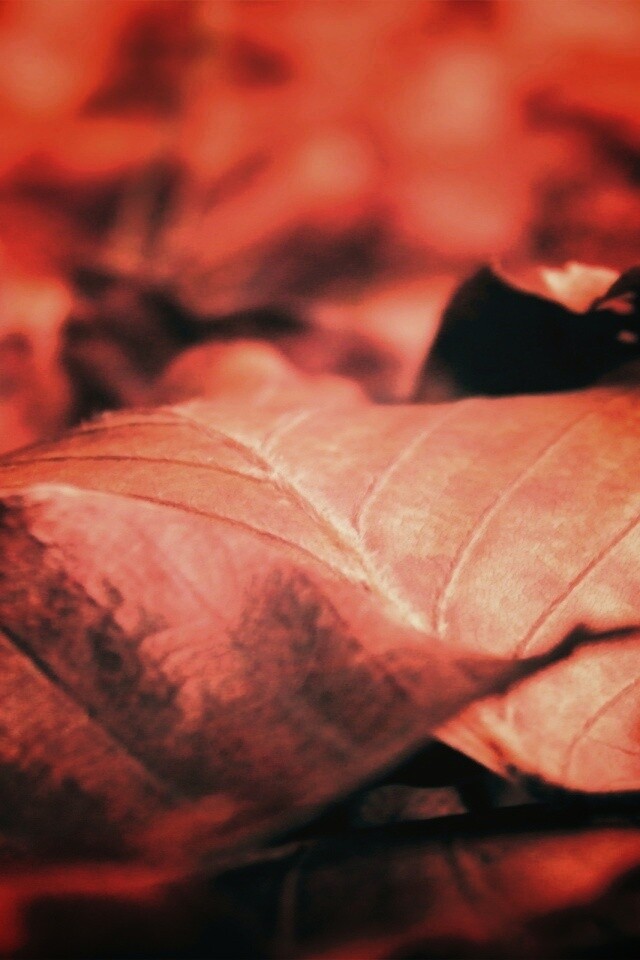 Мертвые листья обои