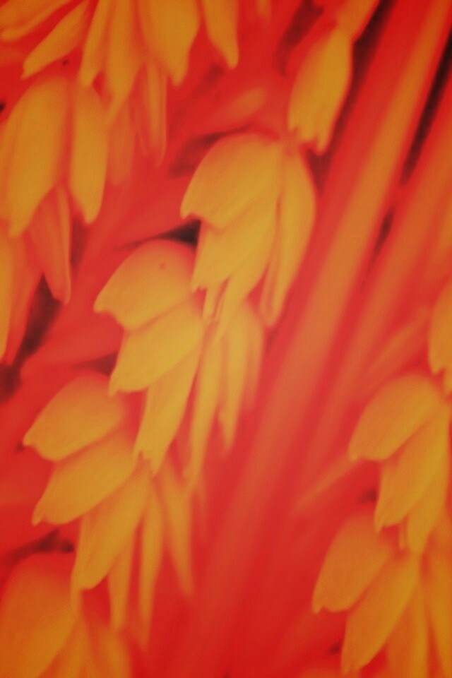 Оранжевое соцветие обои
