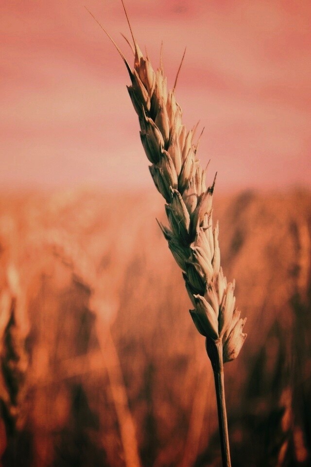 Колосок обои