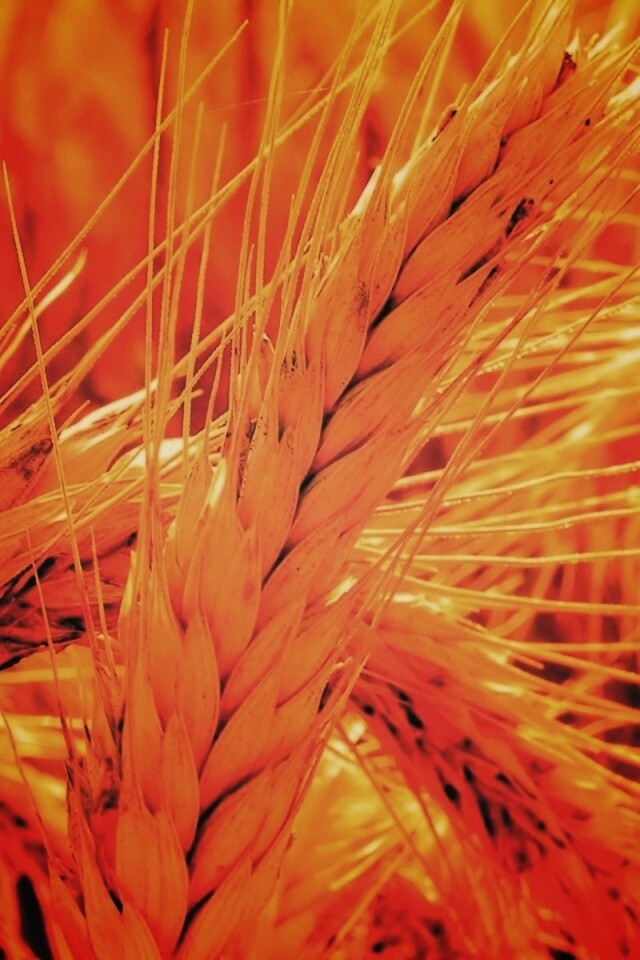 Зреющий колос обои