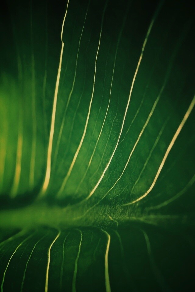 Широкий лист обои