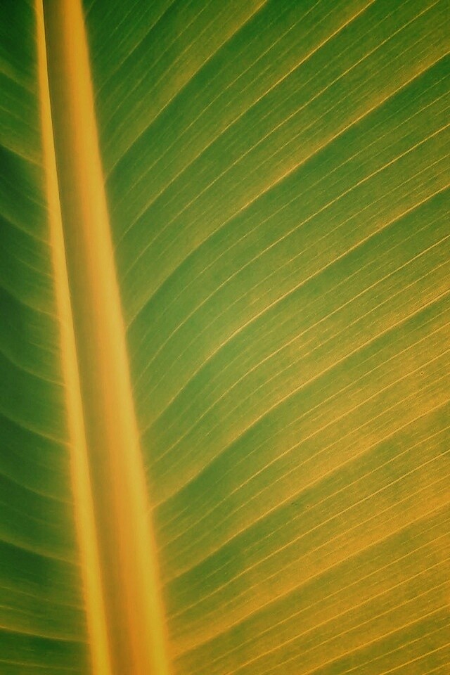 Желтый черенок листа обои