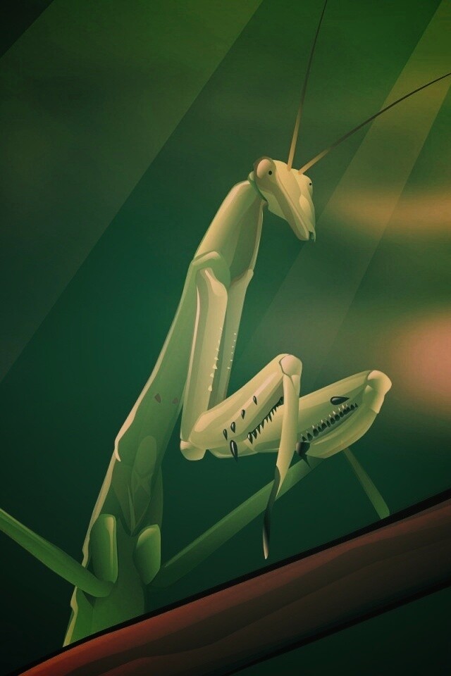 Рисунок богомола обои