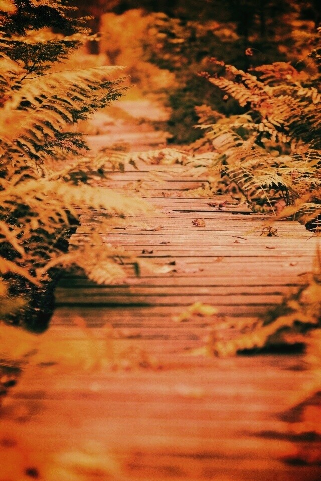 Деревянная дорожка обои