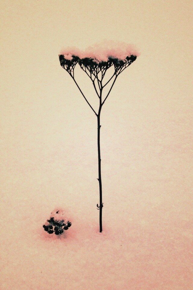 Заснеженная травинка обои