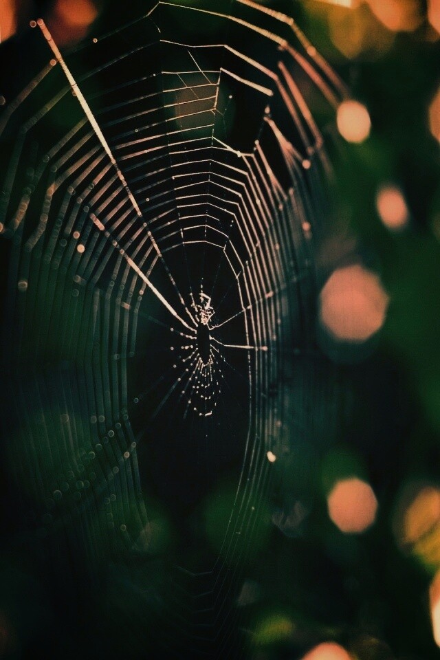 Круглая паутина обои