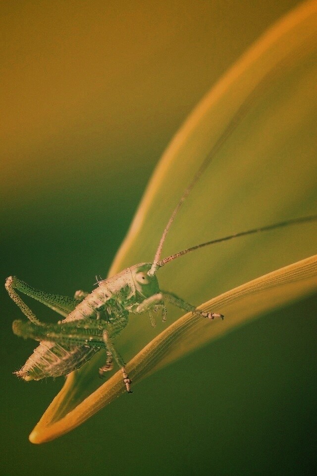 Кузнечик на листике обои