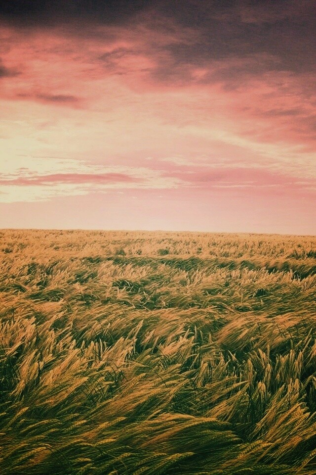 Море трав обои