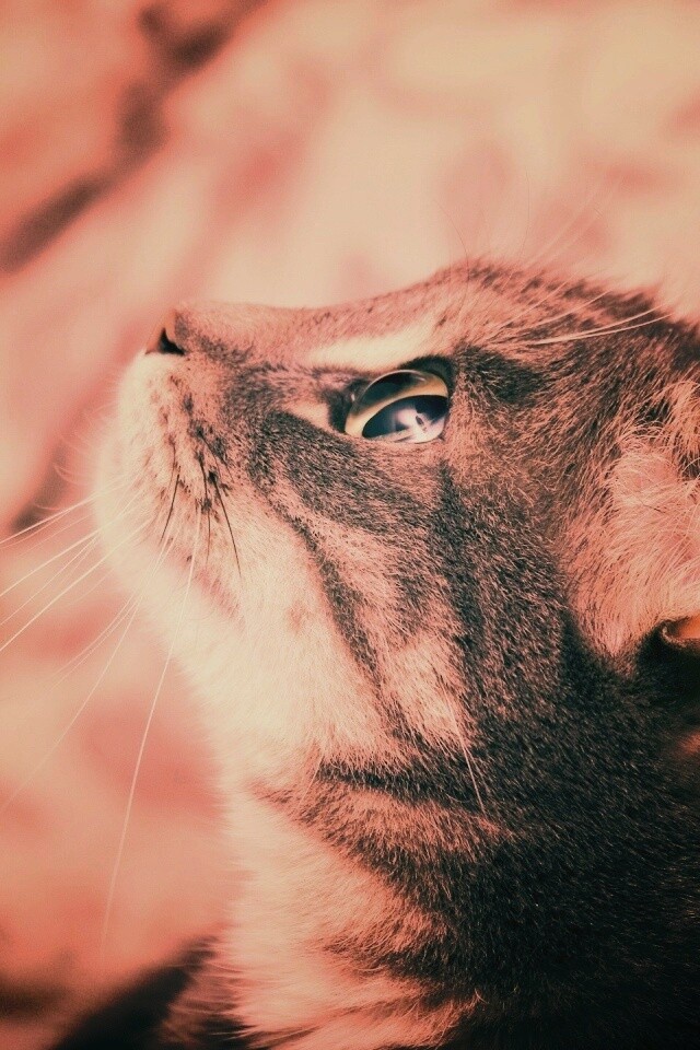 Котик смотрит верх обои