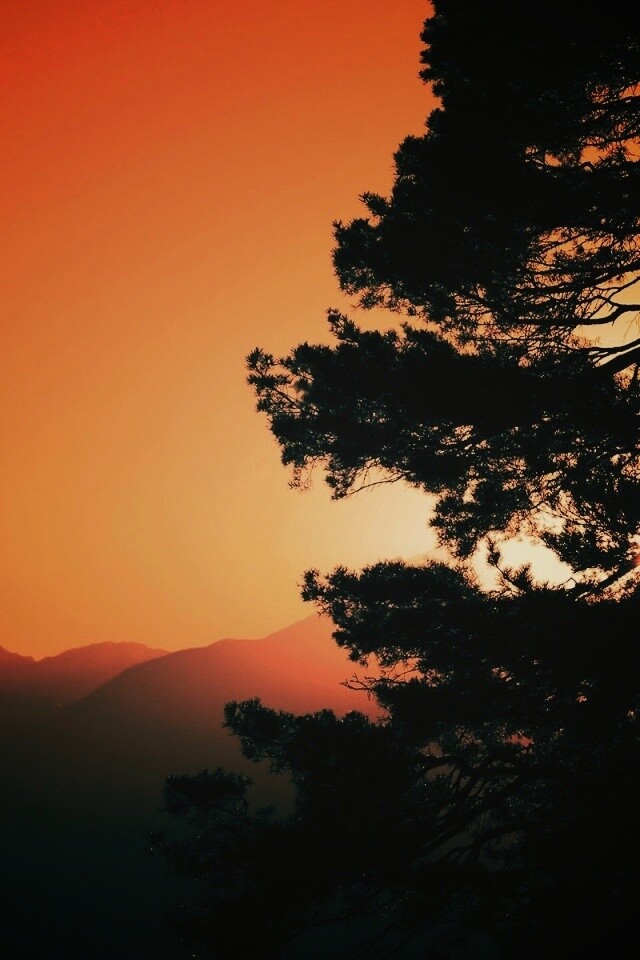 Силуэт дерева на закате обои