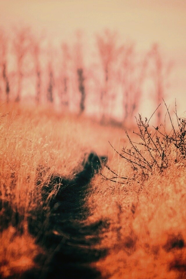 Тропинка в поле обои