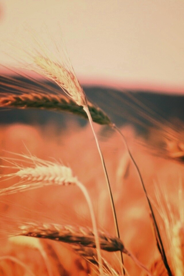Колоски на ветру обои