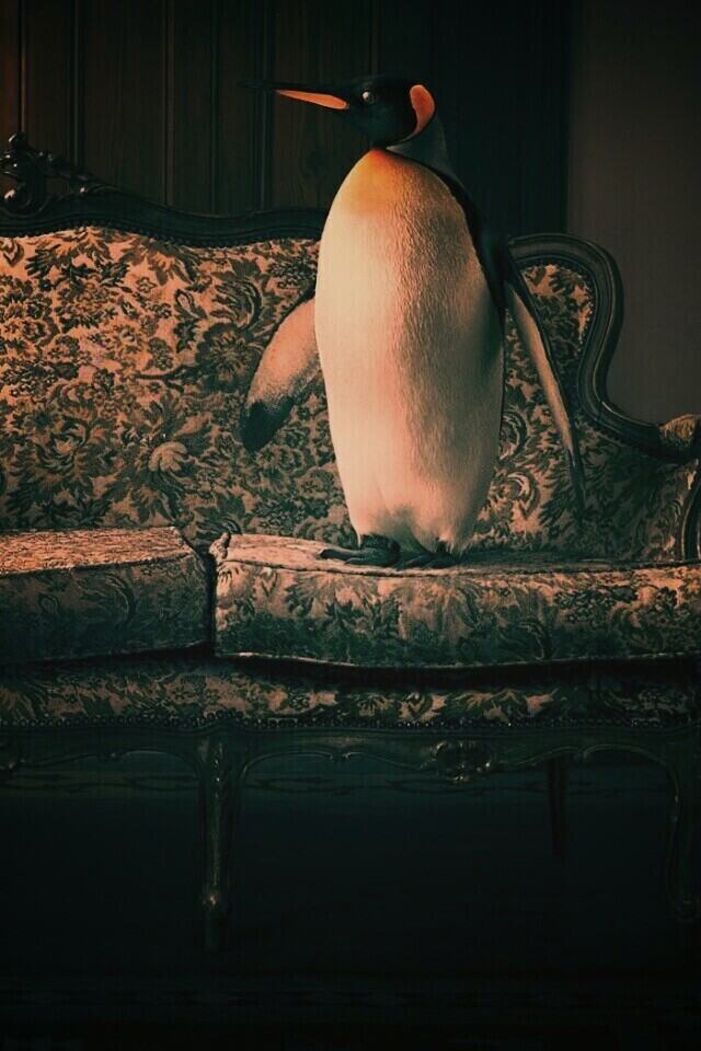 Соседи по дивану обои