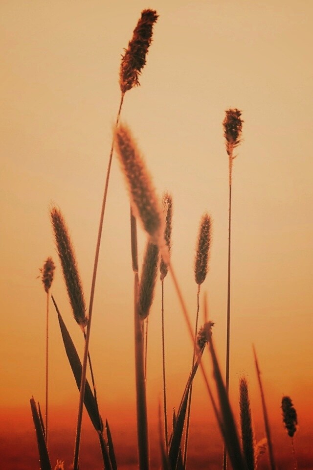 Травинки на фоне золотого неба обои