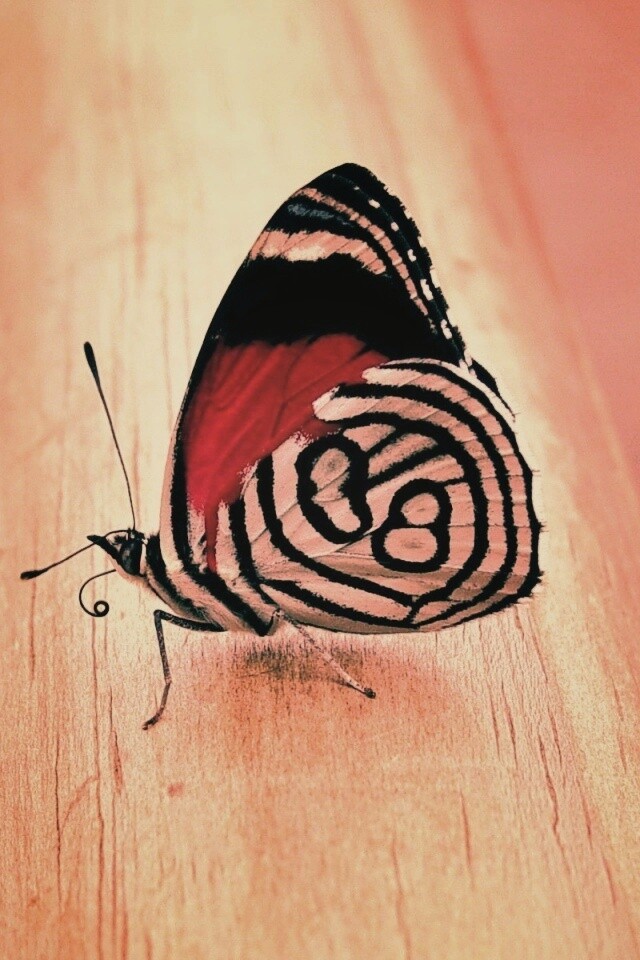 Бабочка на бревне обои