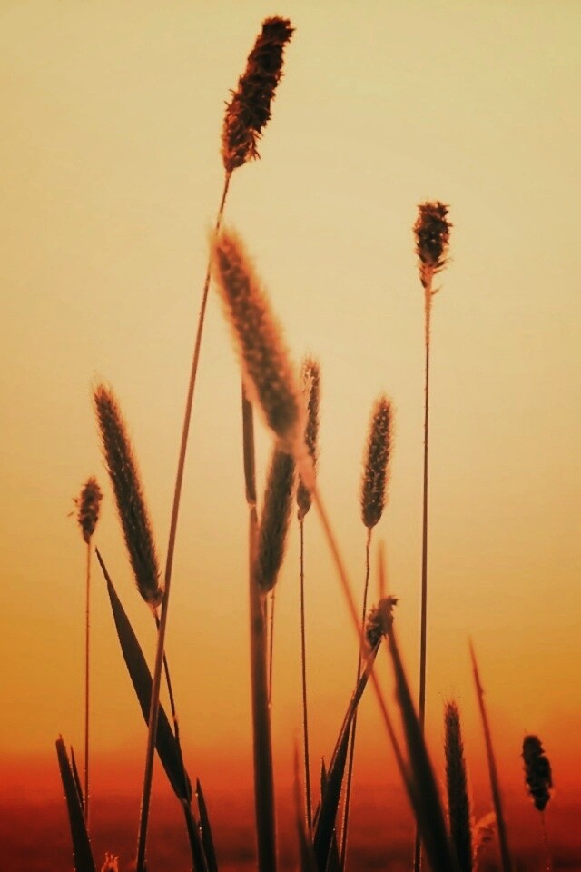 Травинки на закате обои