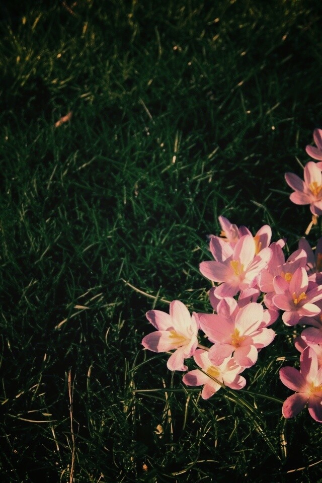 Фиалки на траве обои