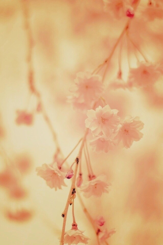 Нежные цветы обои