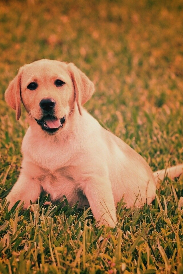 Щенок лабрадора в траве обои