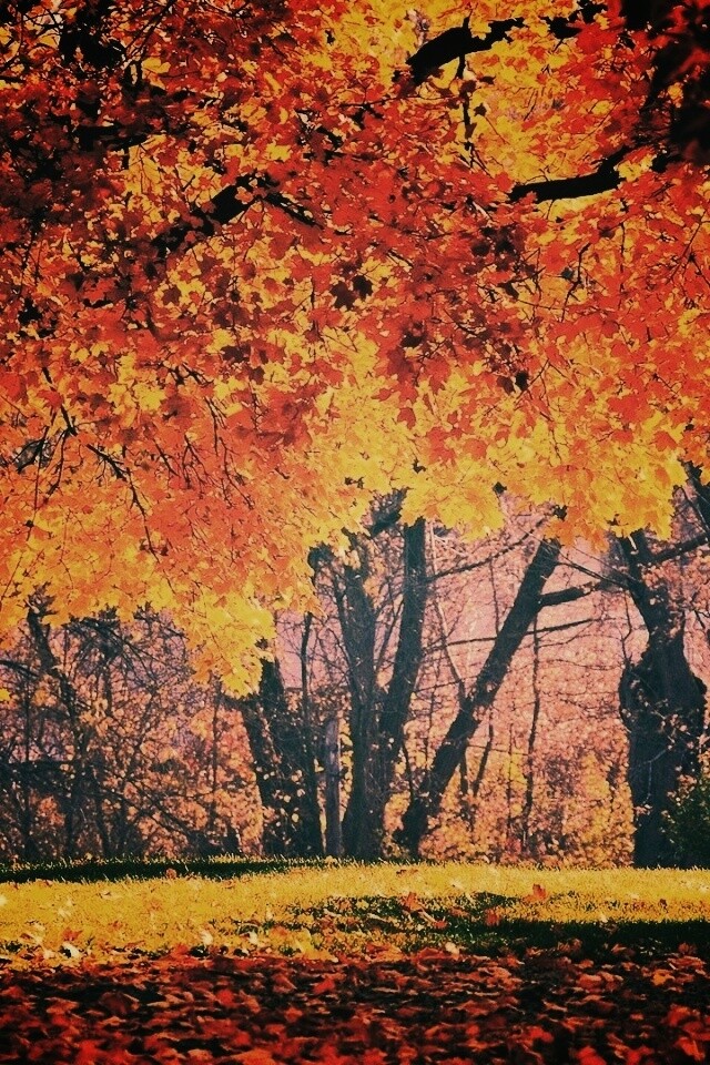 Размашистое осеннее дерево обои