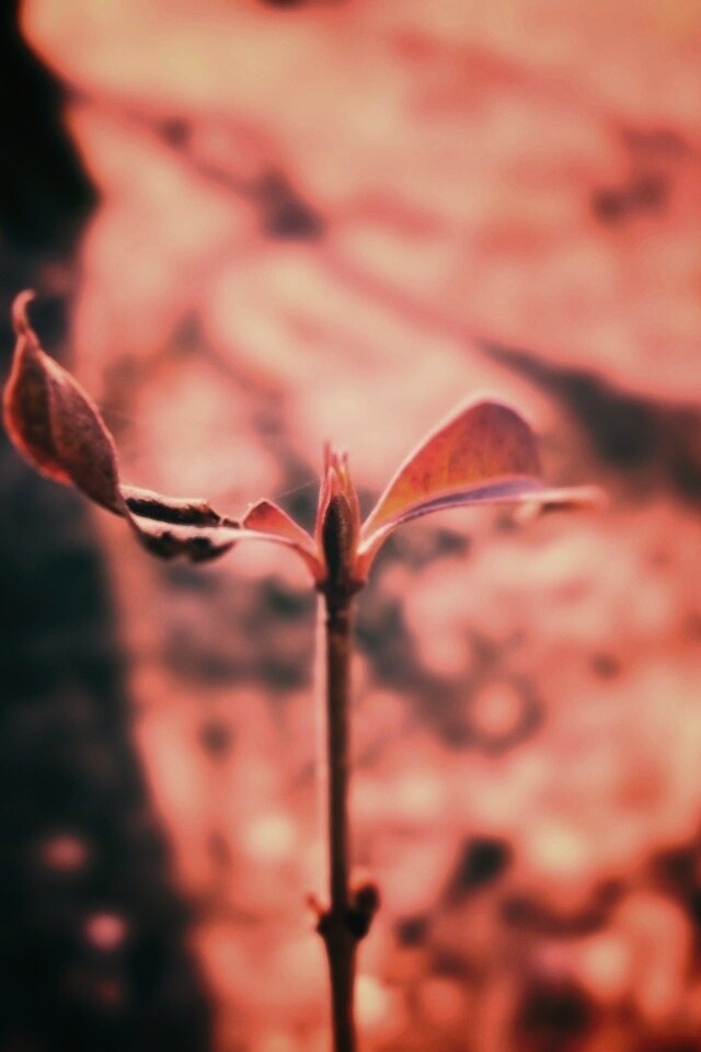 Красный росток обои