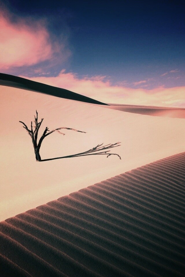 Сухостой в пустыне обои