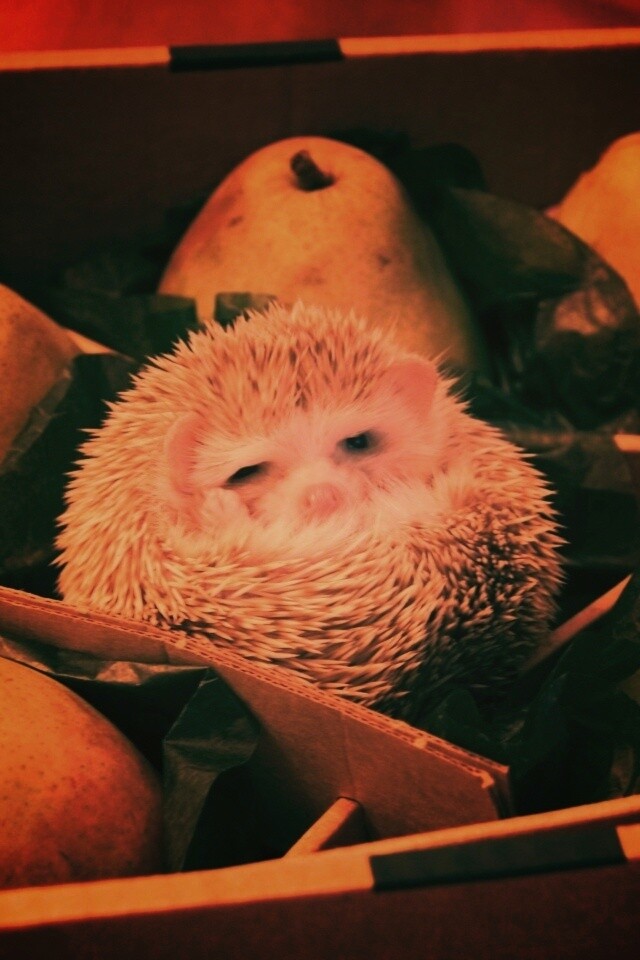 Ёжик в грушах обои