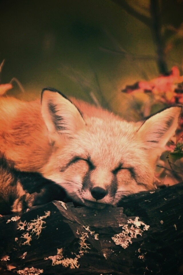 Спящая лиса обои